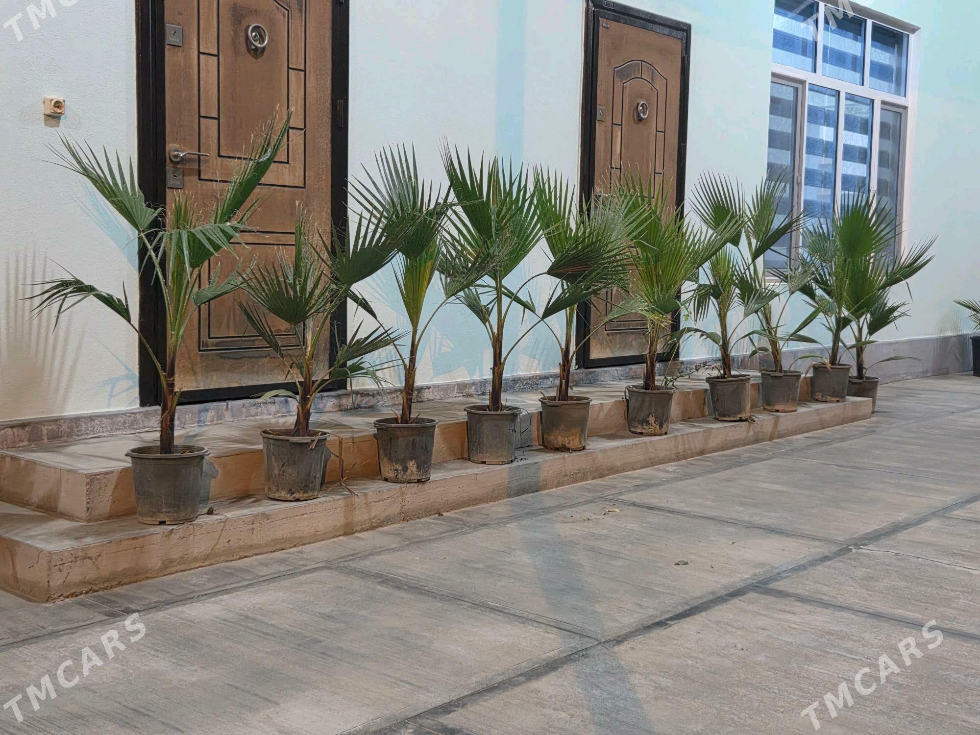 palma - Aşgabat - img 1