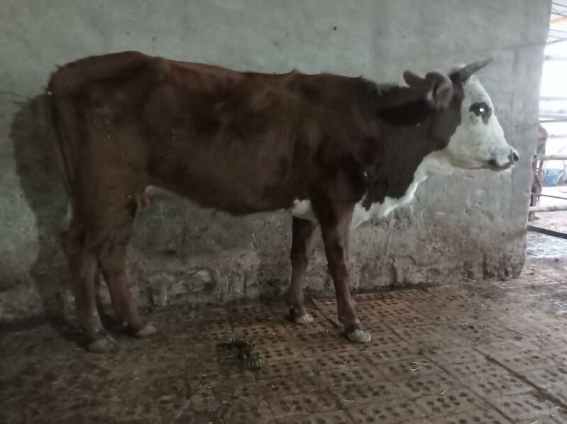 sygyr - Мургап - img 6