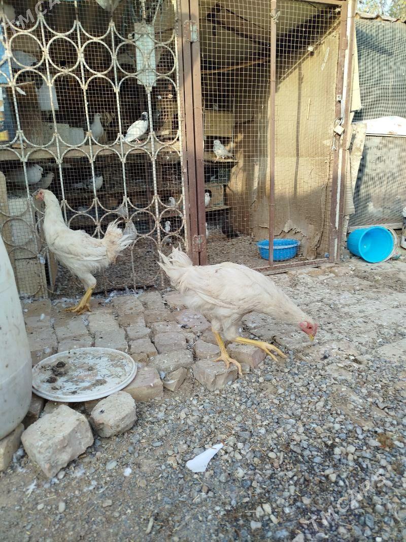 Gigant Horoz - Мары - img 1