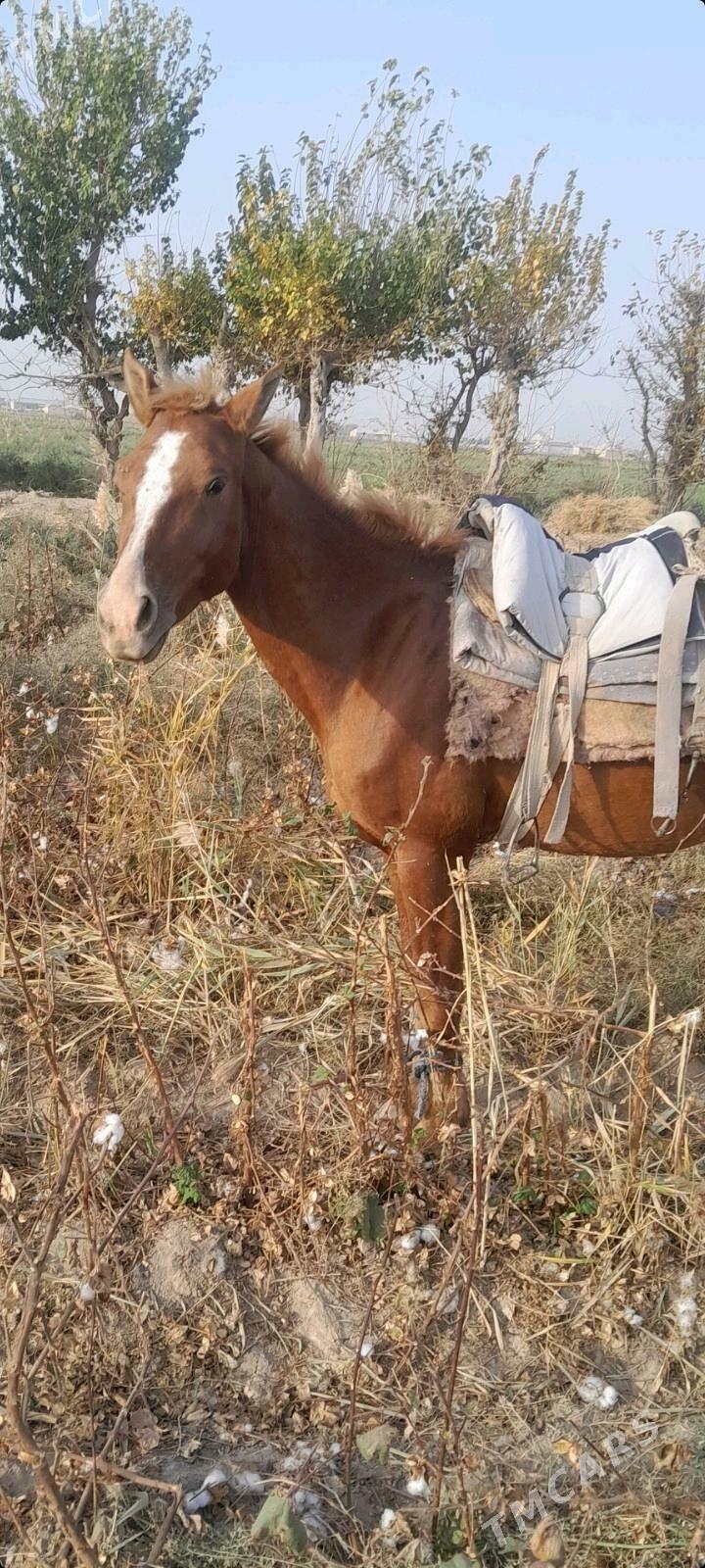 At erkek - Мургап - img 1