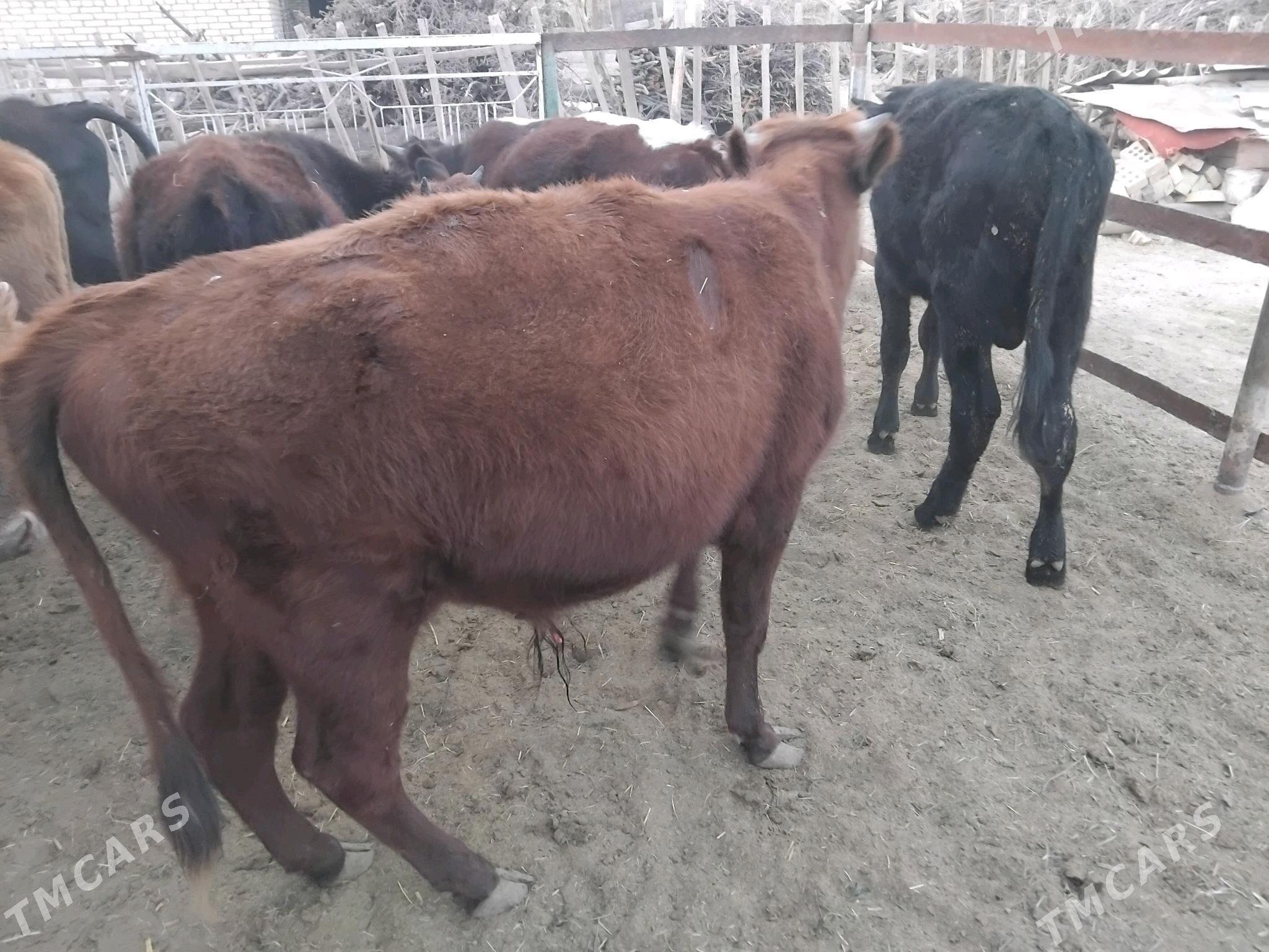 Öküzler - Сакарчага - img 2