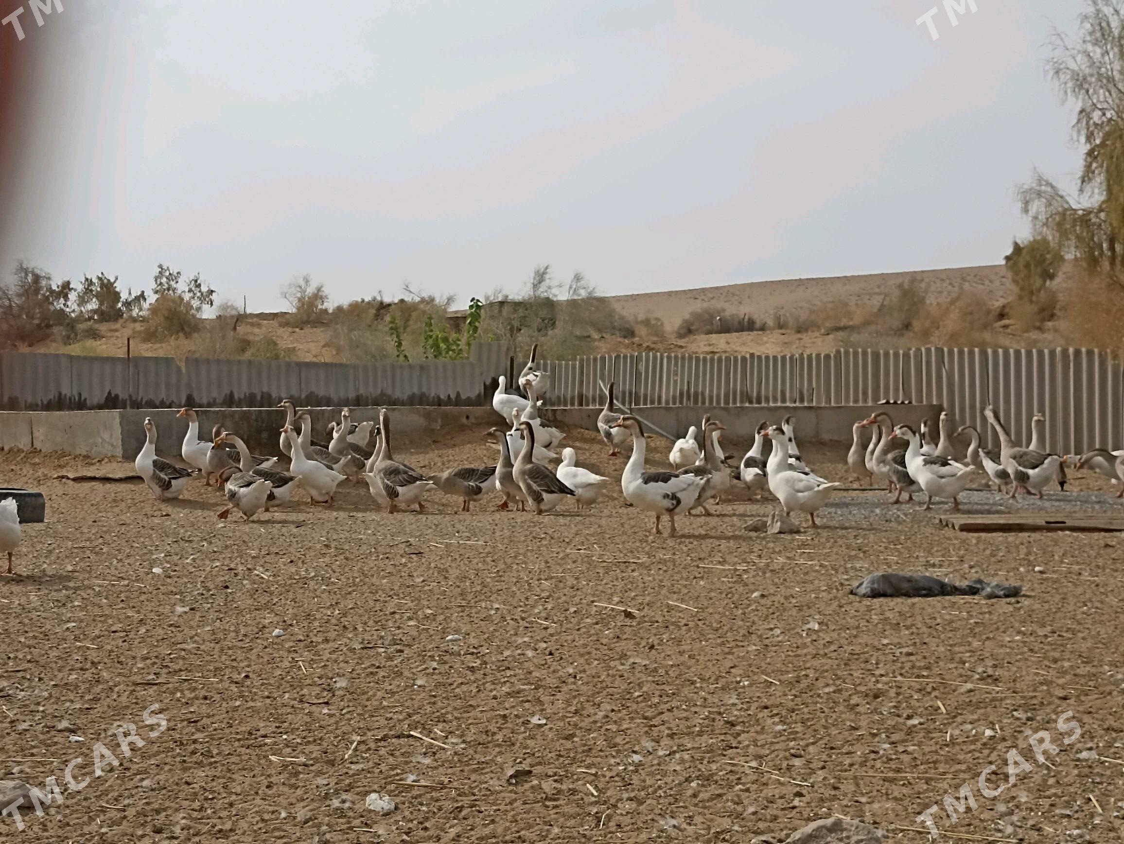 Gaz - Фарап - img 2