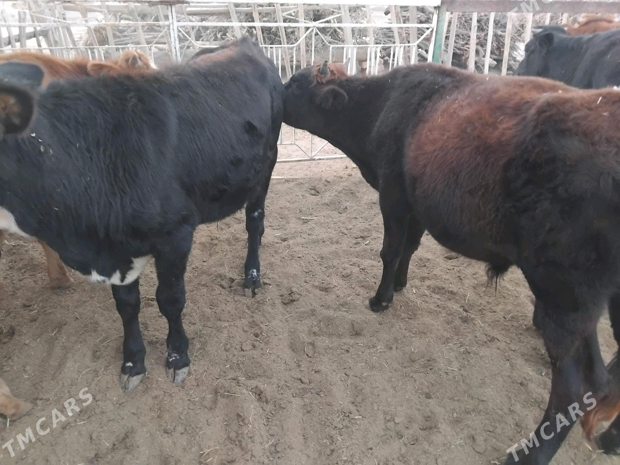 Öküzler - Сакарчага - img 1