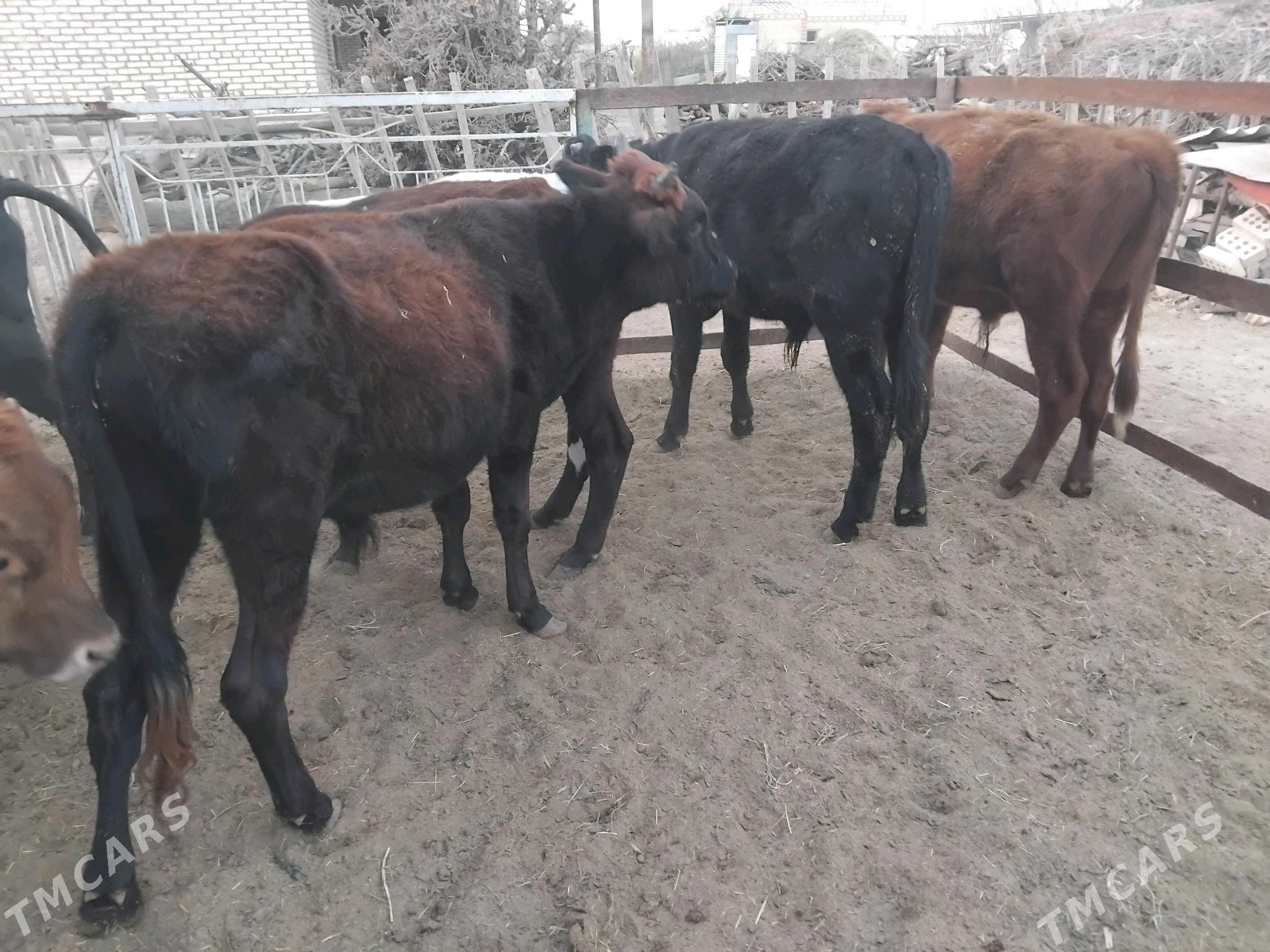 Öküzler - Сакарчага - img 3