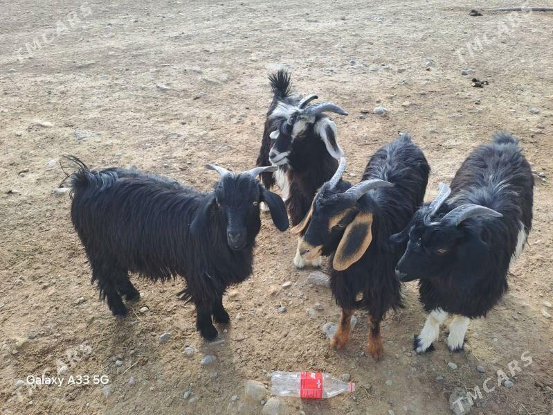 çebiş - Бекреве - img 2