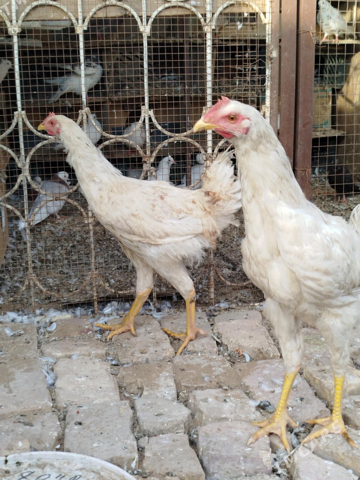 Gigant Horoz - Мары - img 2