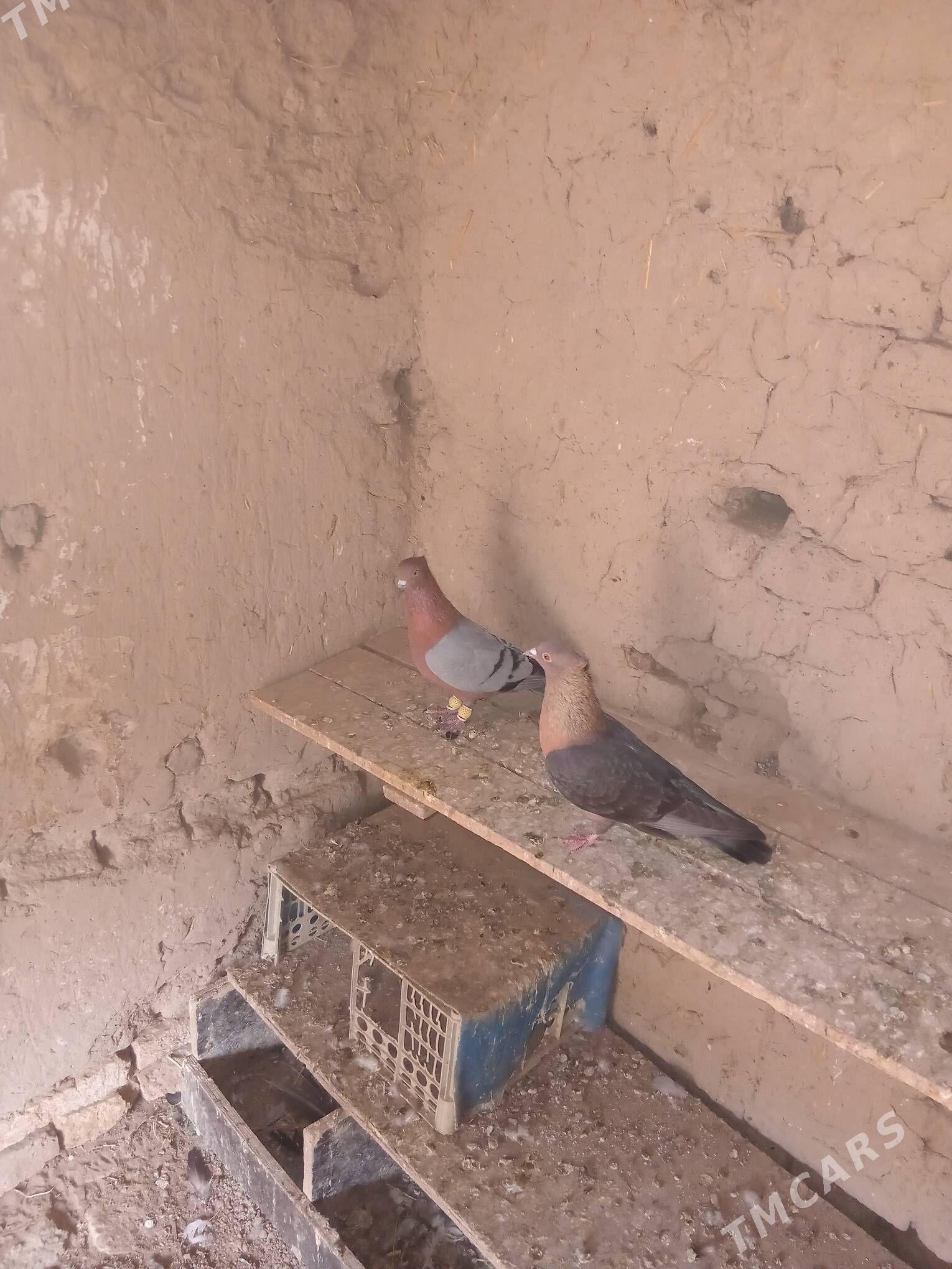 kepderi - Murgap - img 2