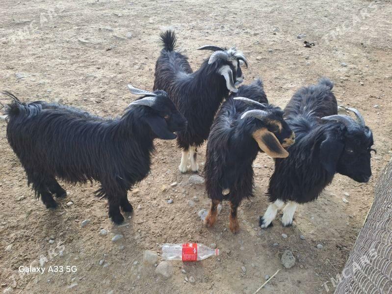 çebiş - Бекреве - img 3