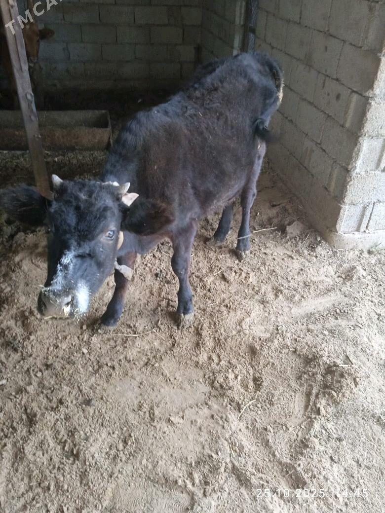 tüwe - Babadaýhan - img 2