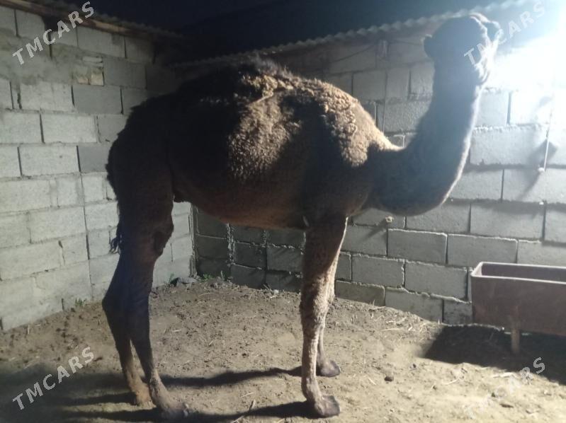 semiz ogsuk - Бахарден - img 1