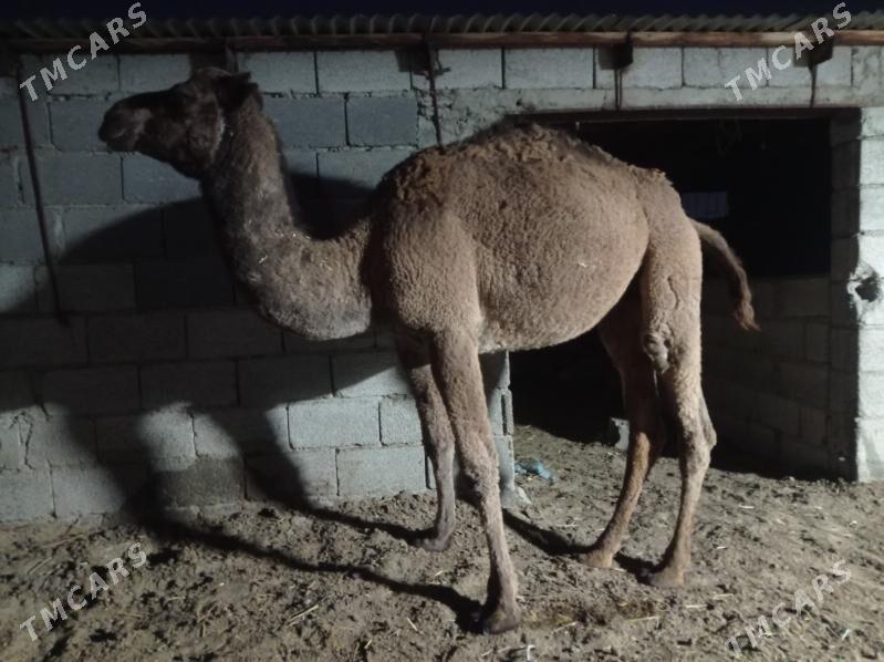 semiz ogsuk - Бахарден - img 3