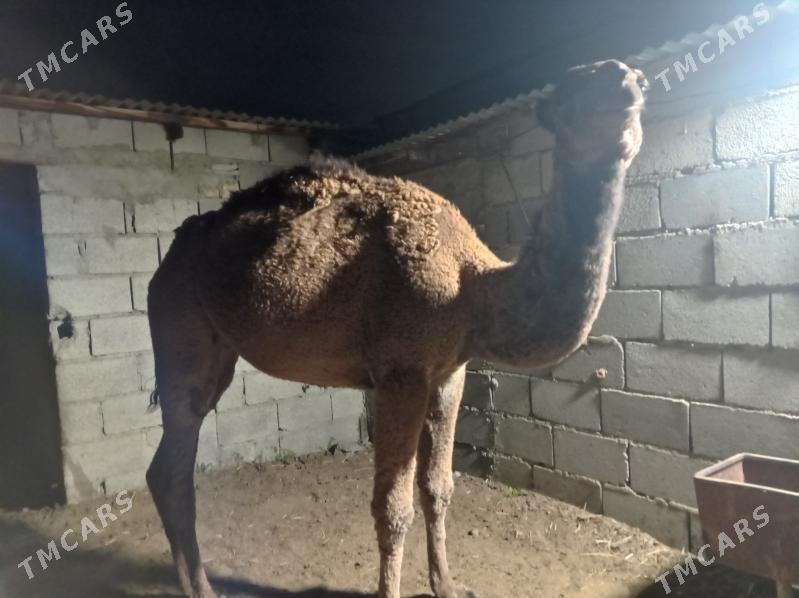 semiz ogsuk - Бахарден - img 2