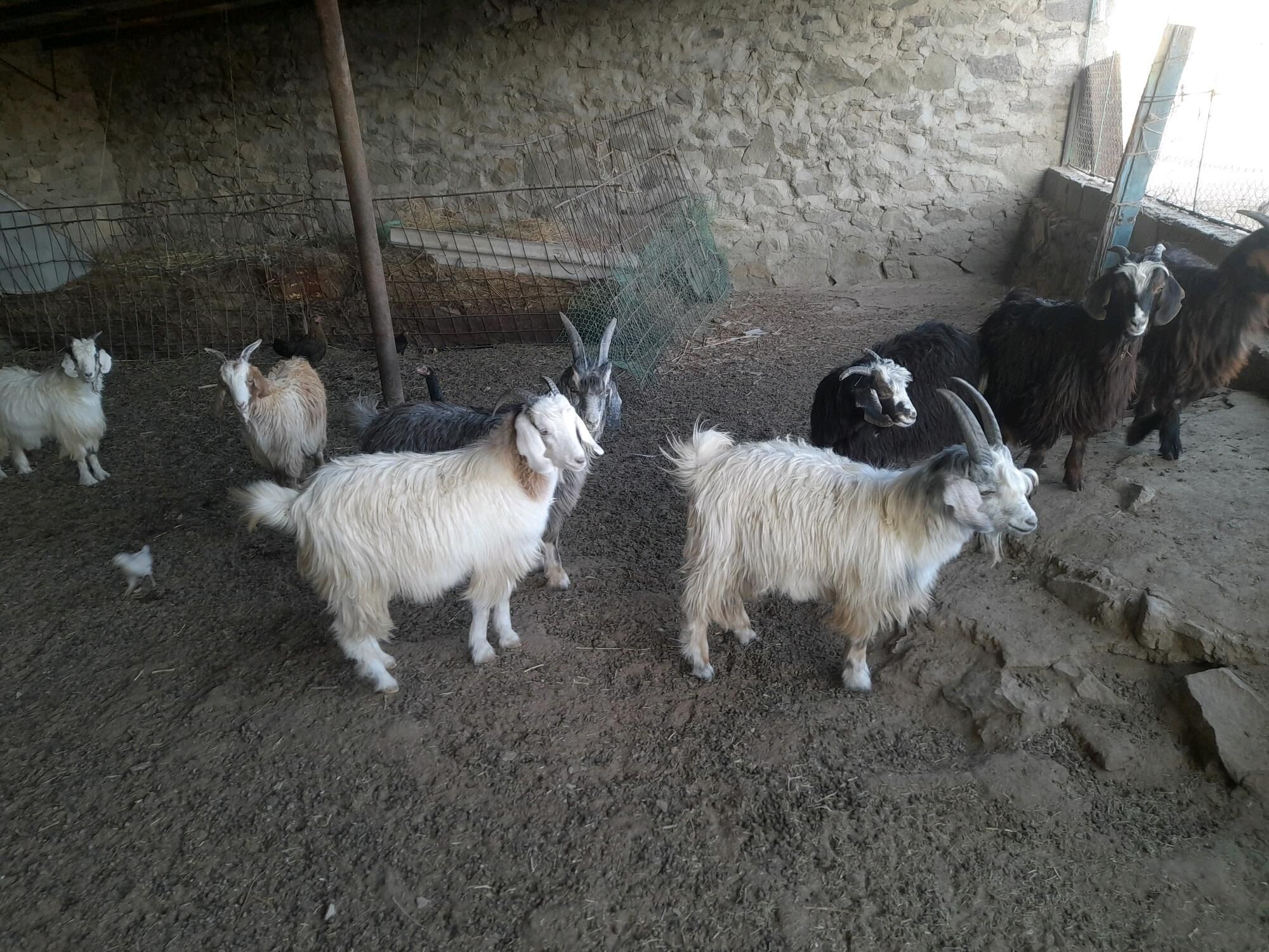 cebiş - Bereket - img 2