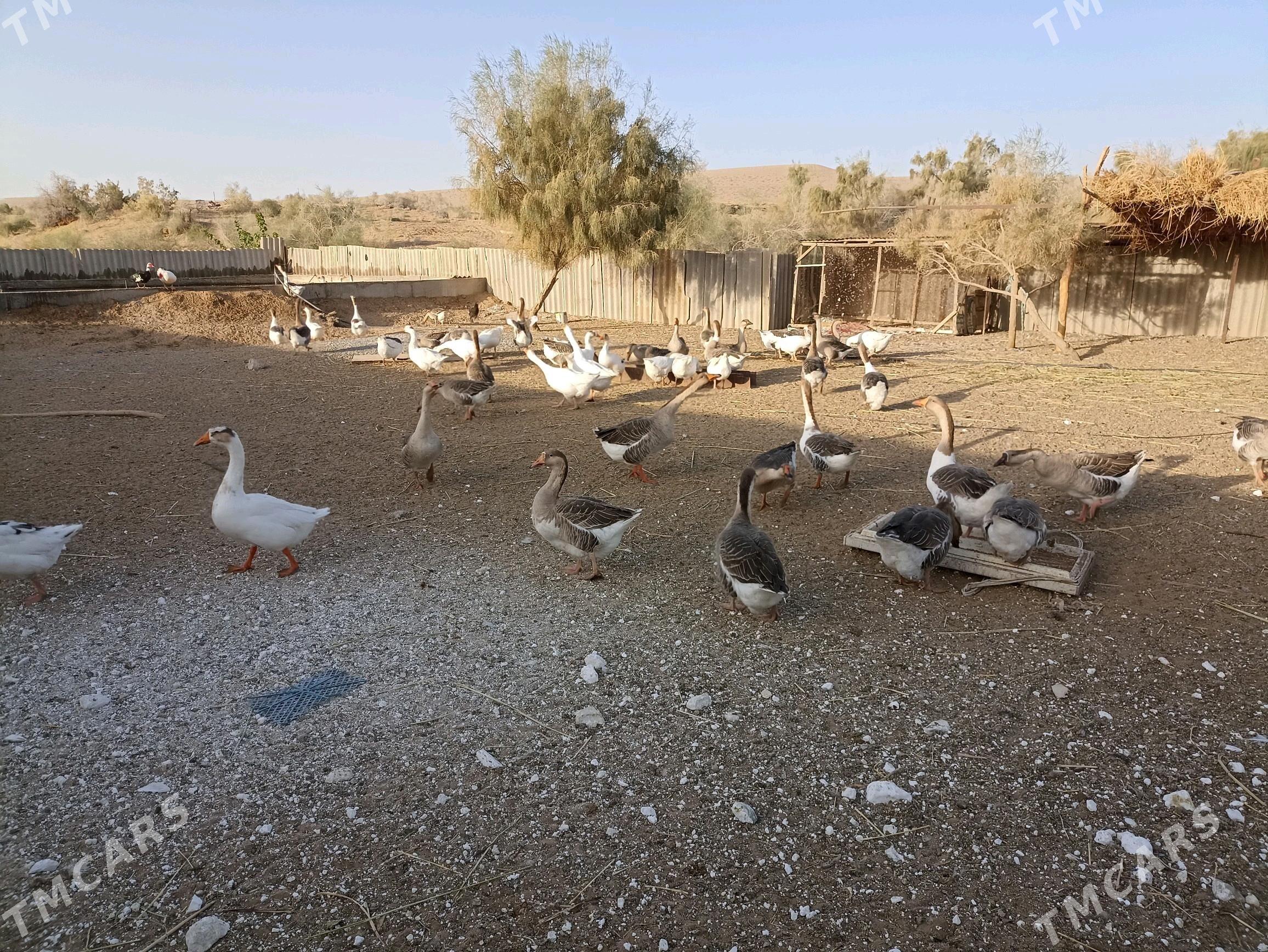 Gaz - Фарап - img 3