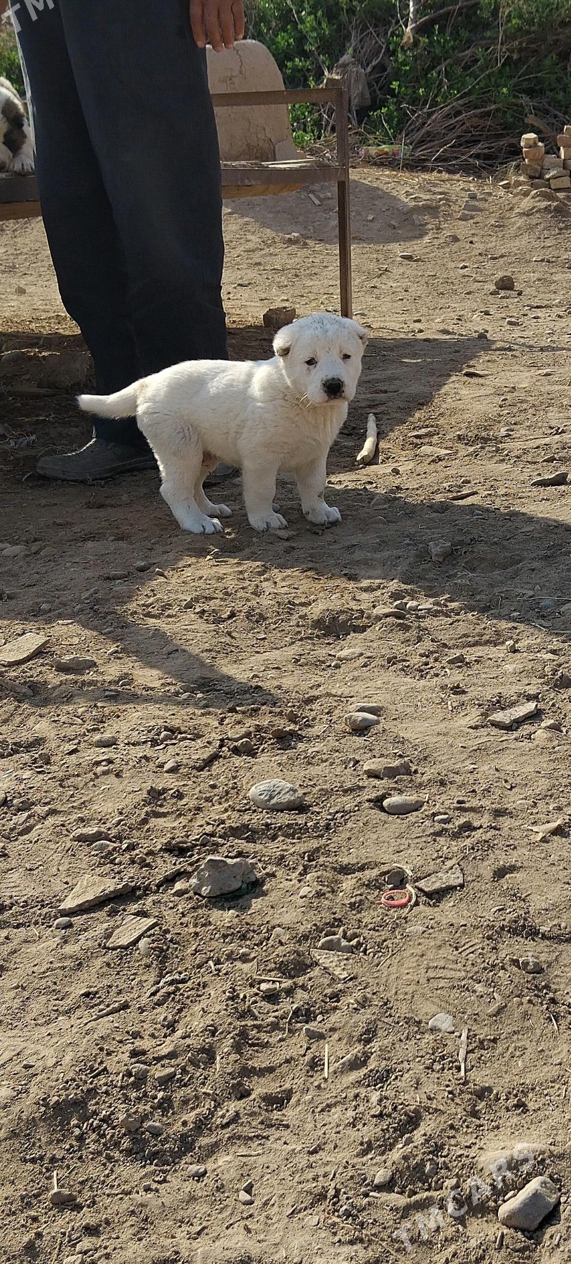 Turkmen alabayy - Теджен - img 1