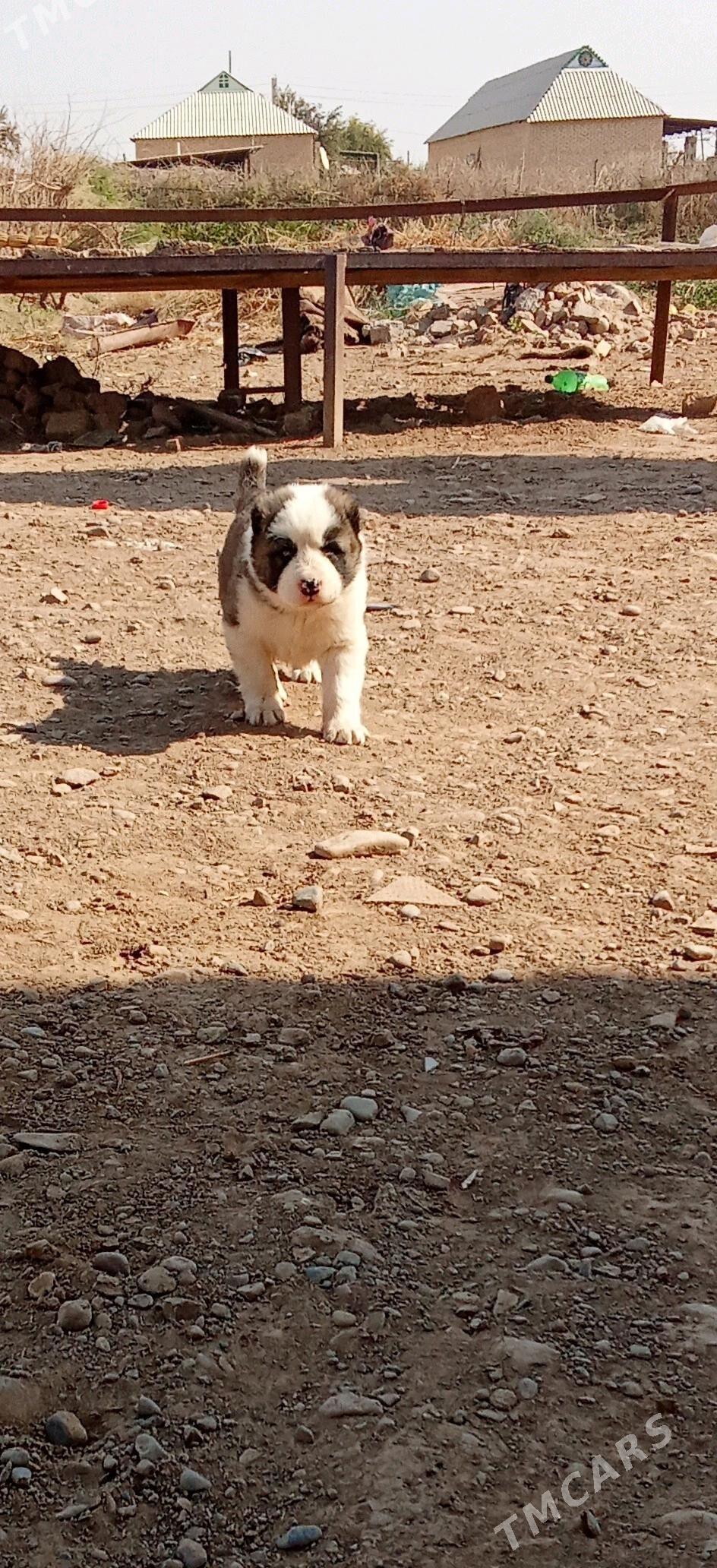 Turkmen alabayy - Теджен - img 2