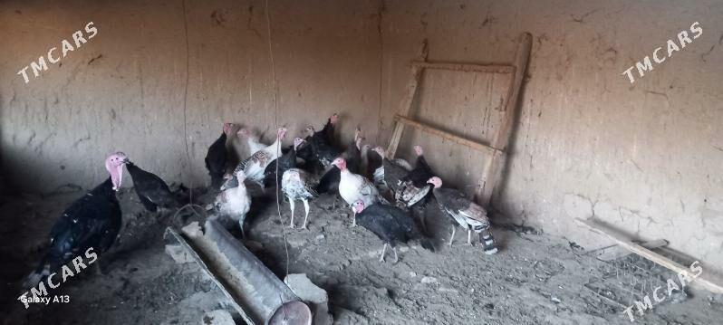 induk - Кака - img 1