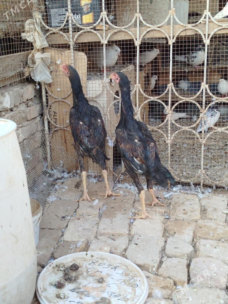 Paroda juje - Мары - img 2