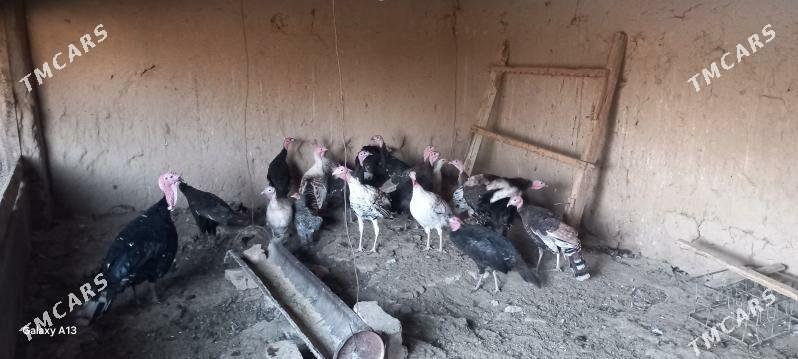 induk - Кака - img 2