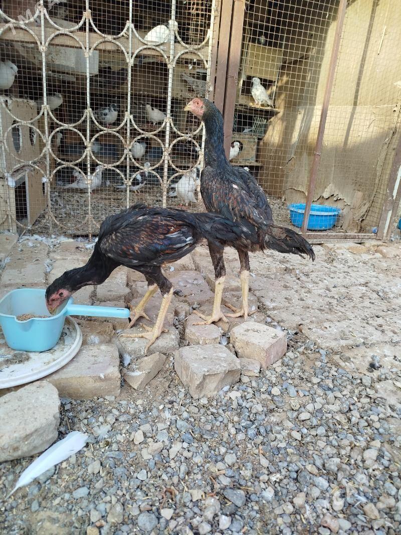 Paroda juje - Мары - img 1