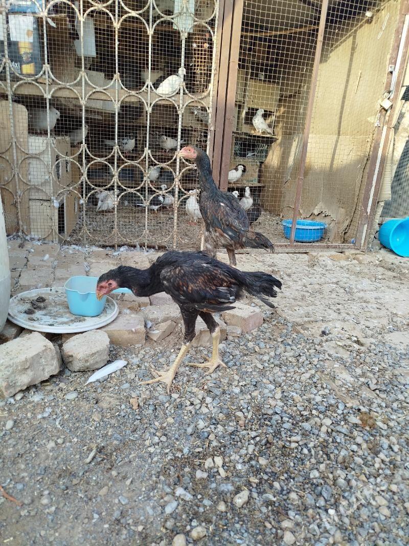 Paroda juje - Мары - img 3