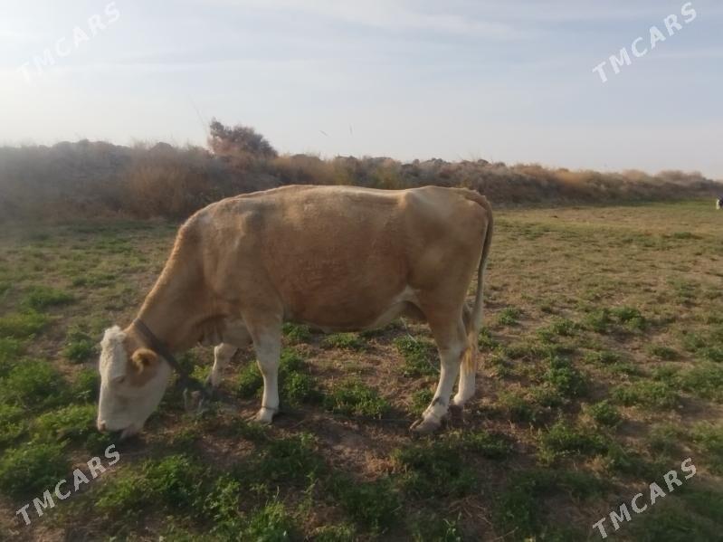 Tatar semental  bogaz - Sakar - img 1