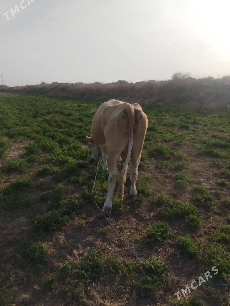 Tatar semental  bogaz - Sakar - img 2