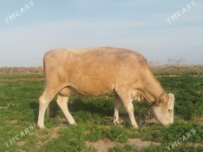 Tatar semental  bogaz - Sakar - img 3