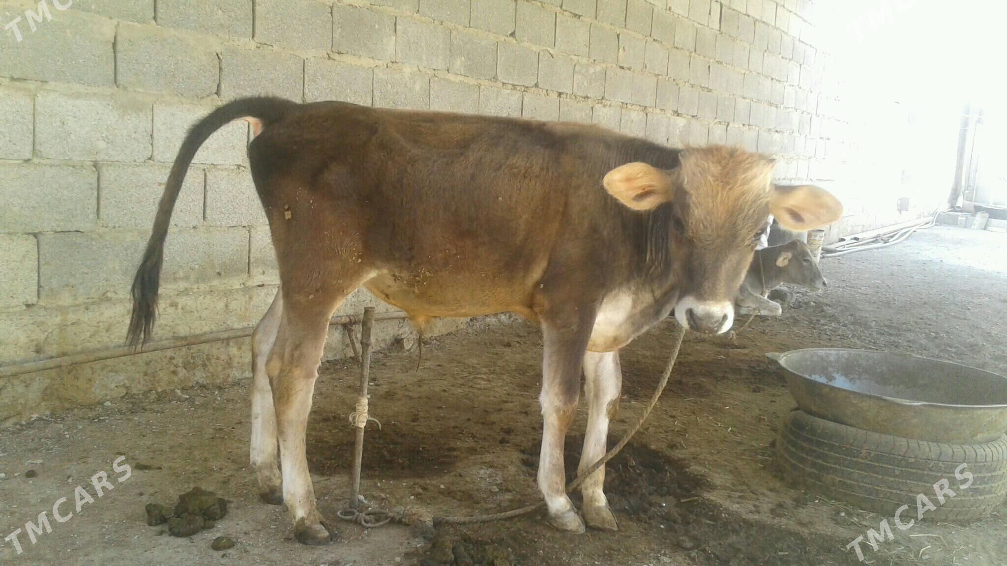 öküzçe - Бахарден - img 1