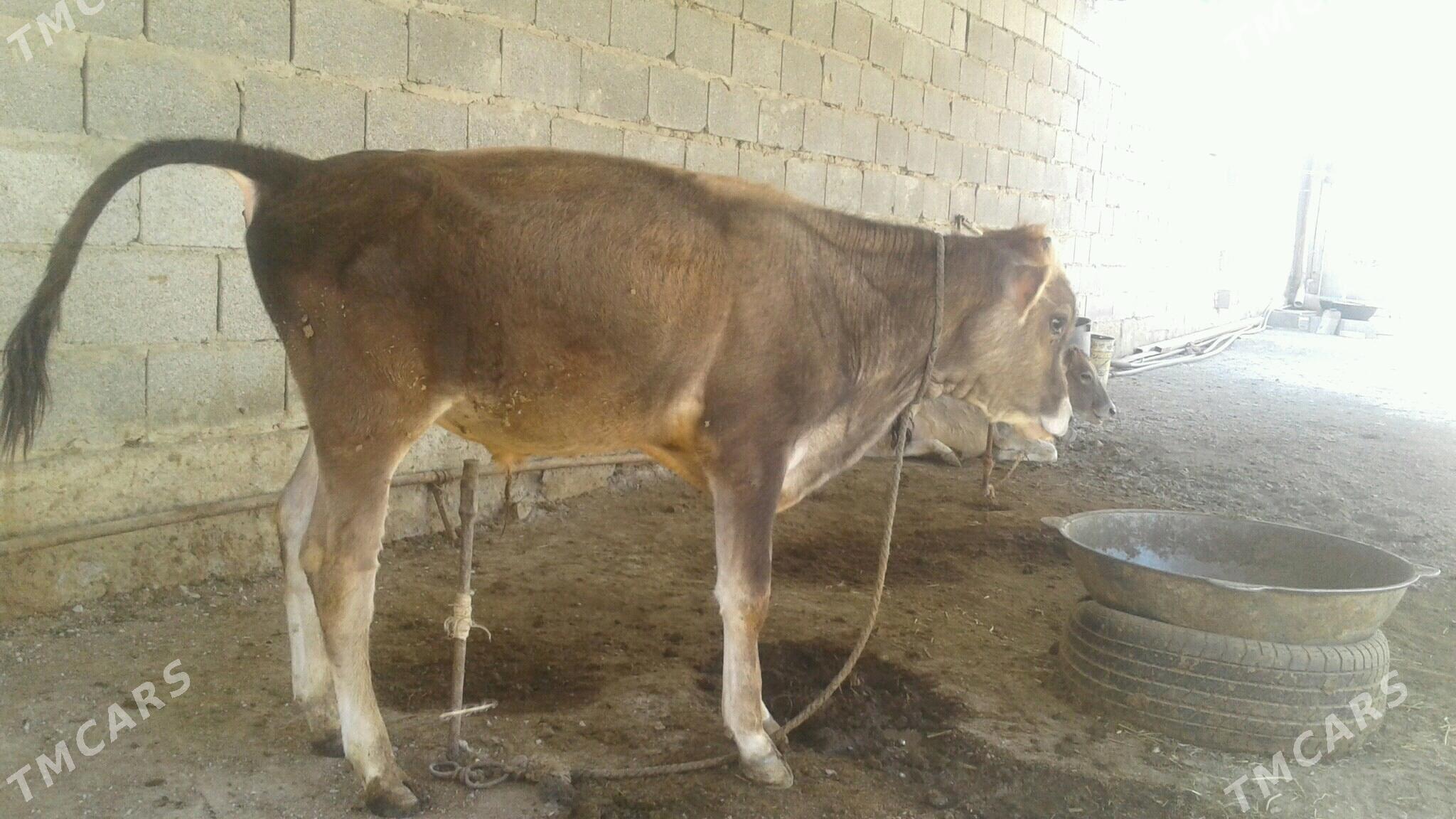 öküzçe - Бахарден - img 2