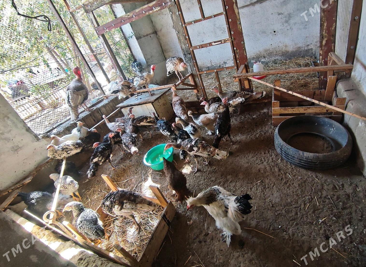 Хораз хер хили - Туркменабат - img 1