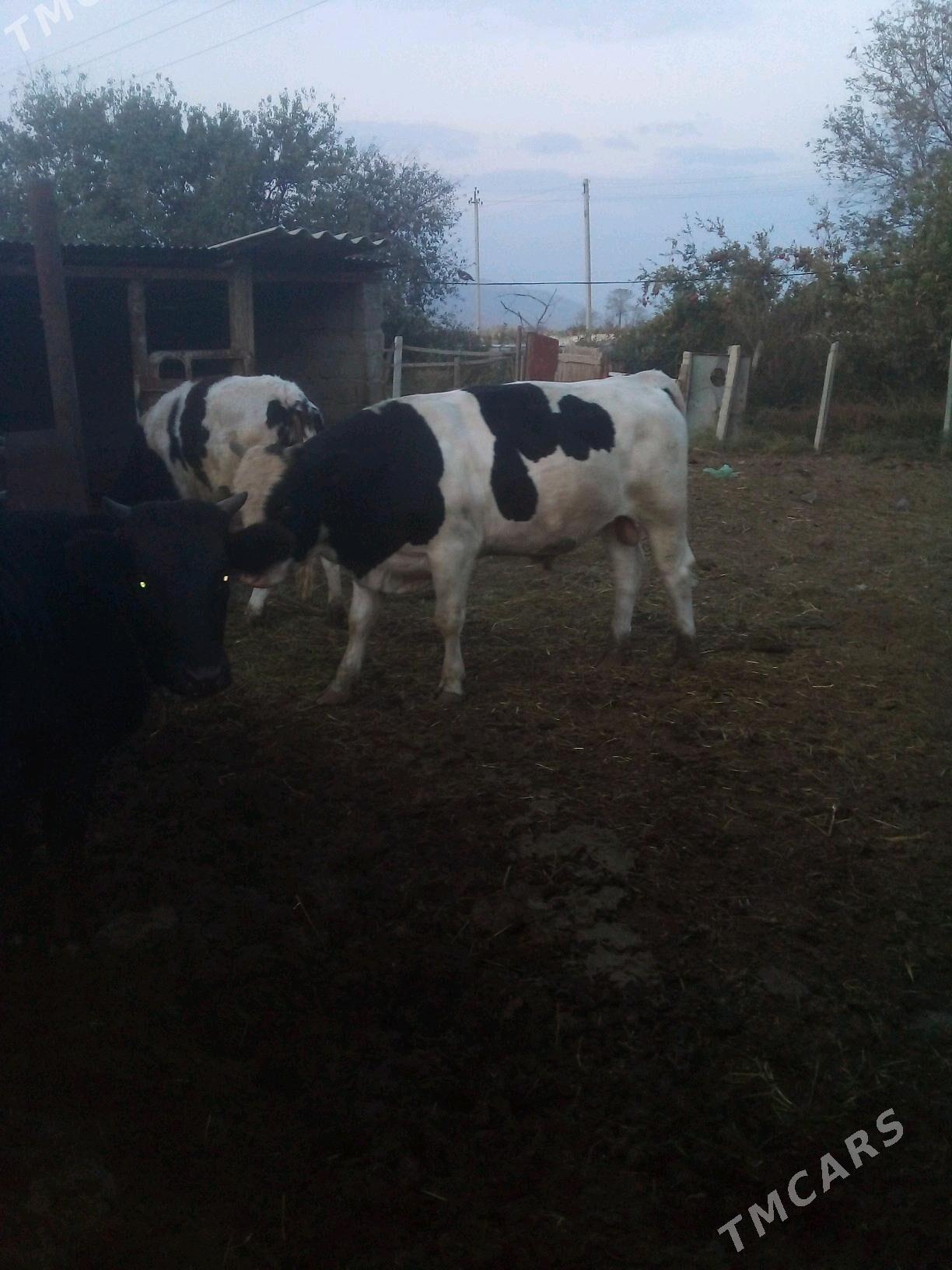 Öküz - Яшлык - img 1