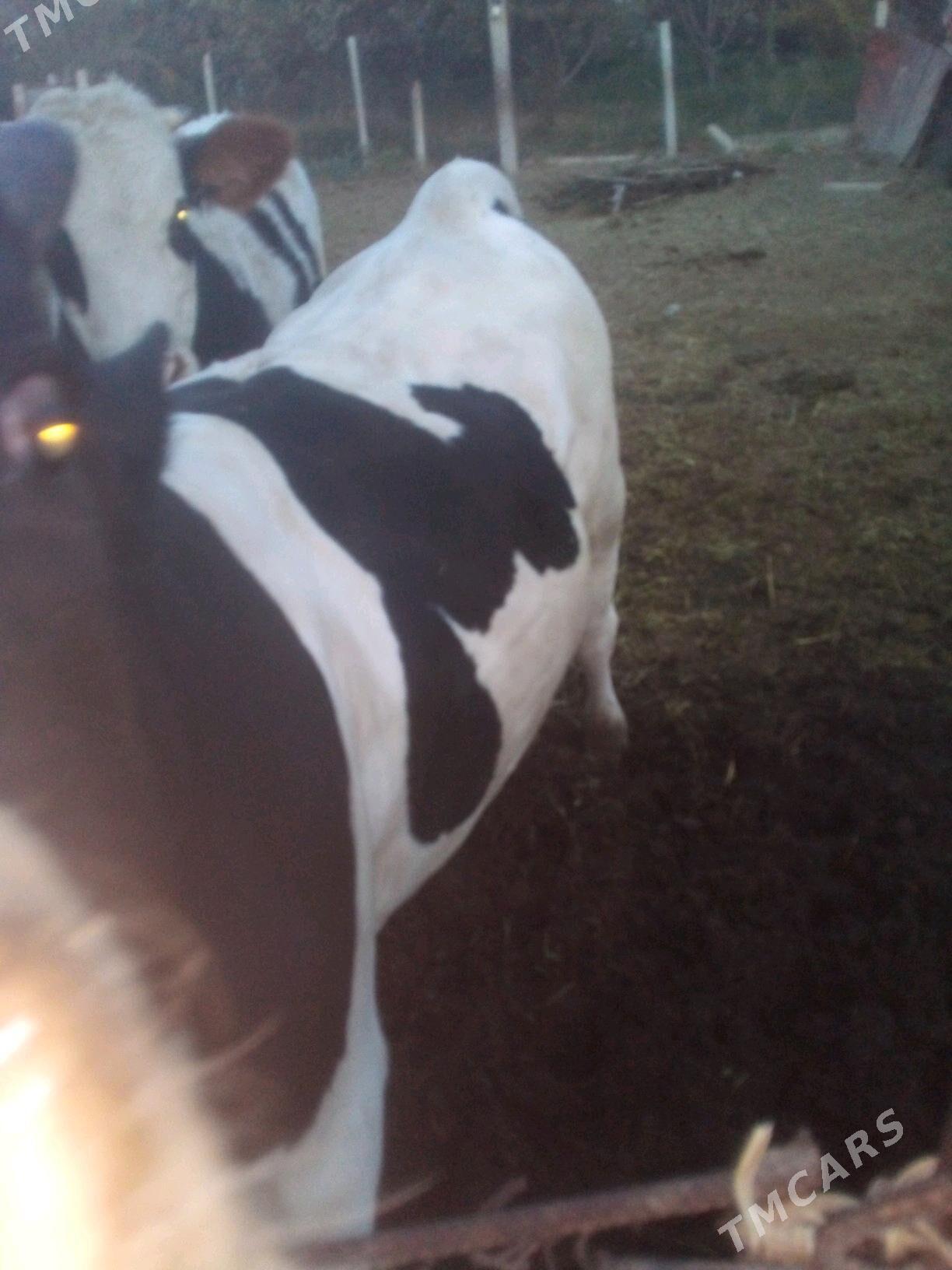 Öküz - Яшлык - img 2