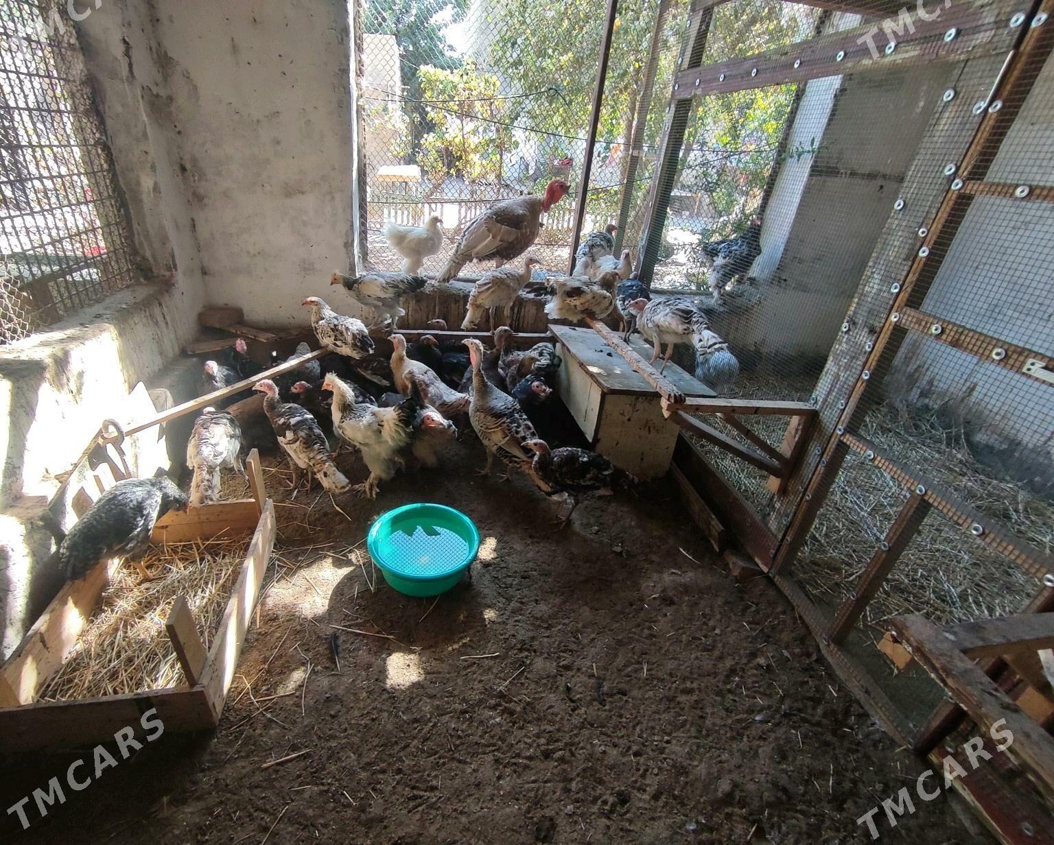 Хораз хер хили - Туркменабат - img 2