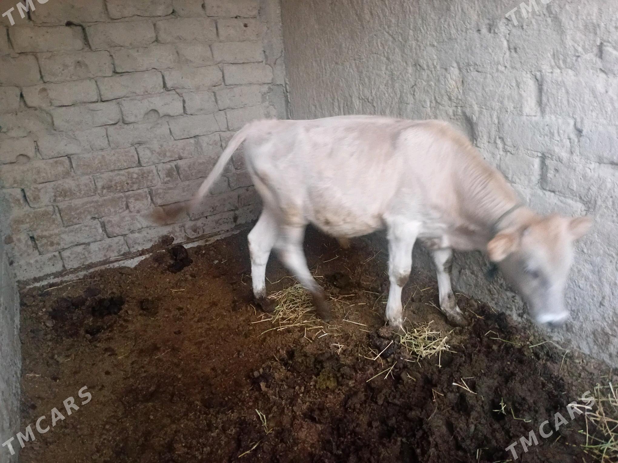 goleli sygyr - Gökdepe - img 2