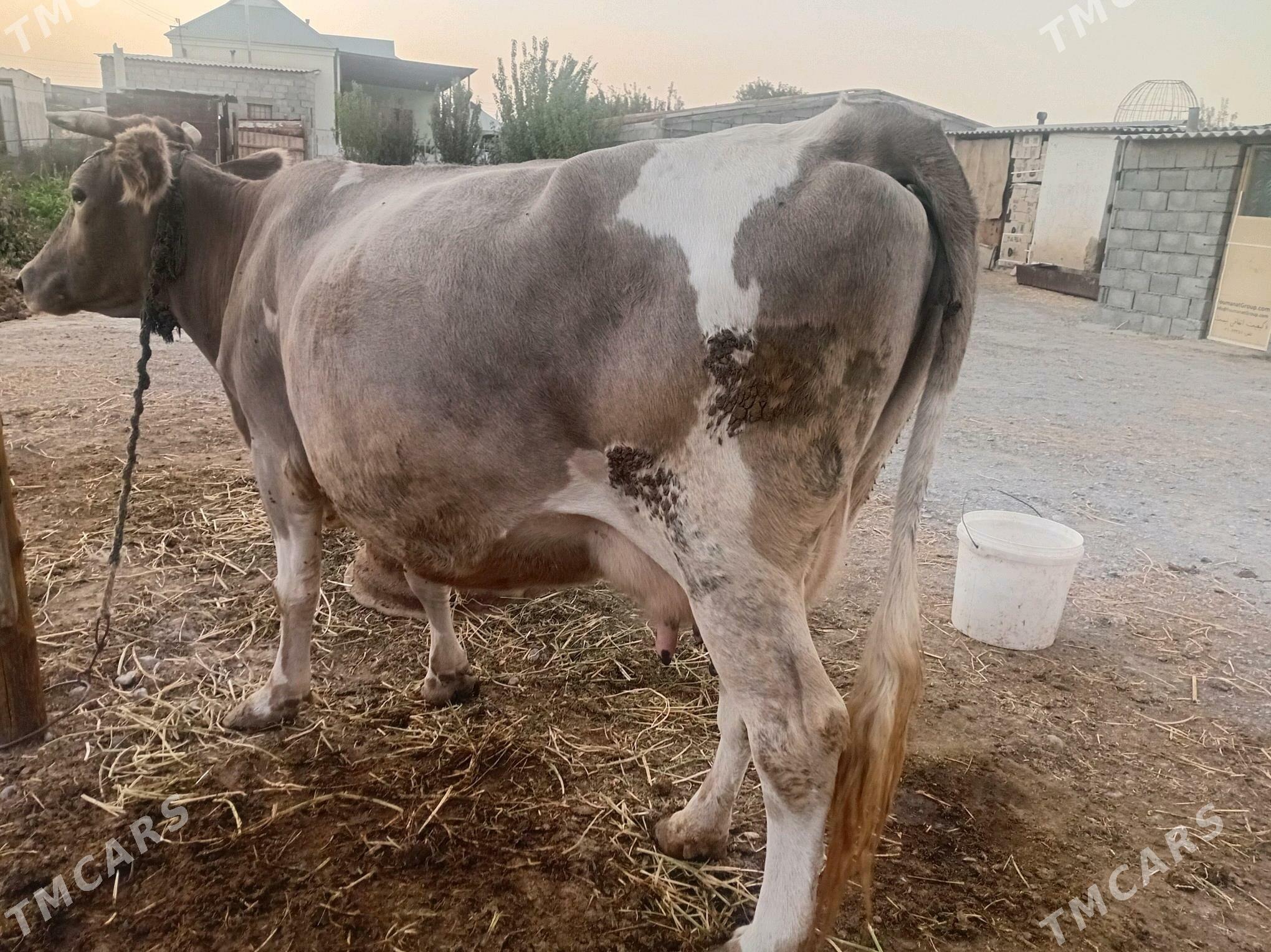 goleli sygyr - Gökdepe - img 1