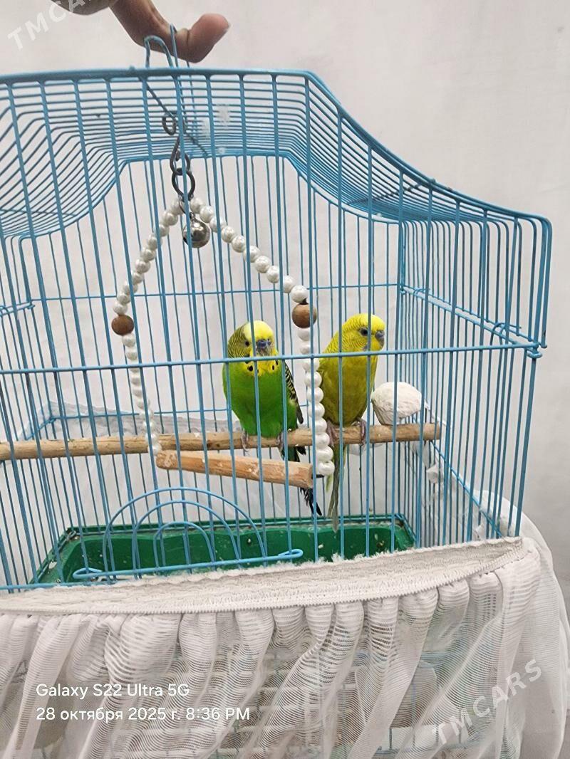 Papugay - Türkmenabat - img 1