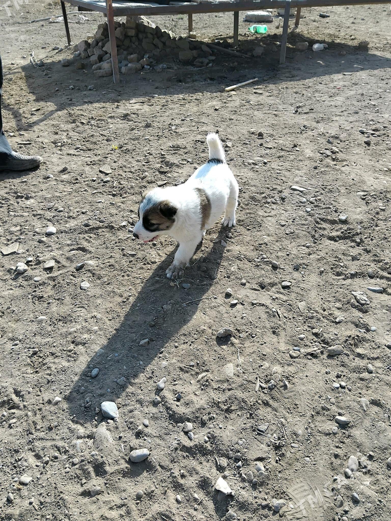 Turkmen alabayy - Теджен - img 3