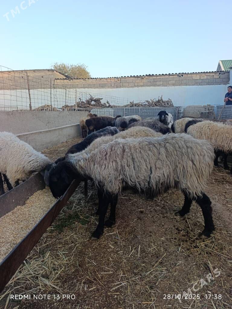 SEMİZ GOYUN - Aşgabat - img 3