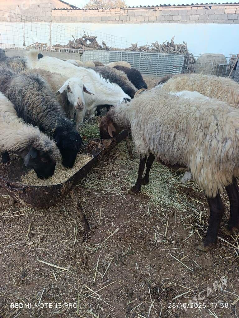SEMİZ GOYUN - Aşgabat - img 5