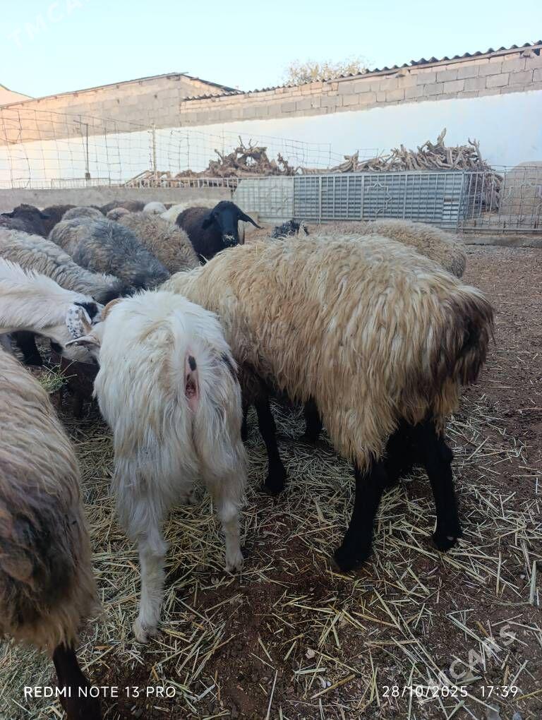 SEMİZ GOYUN - Aşgabat - img 7