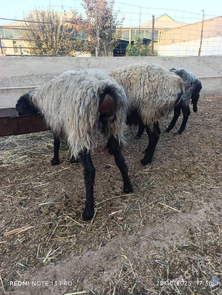 SEMİZ GOYUN - Aşgabat - img 1