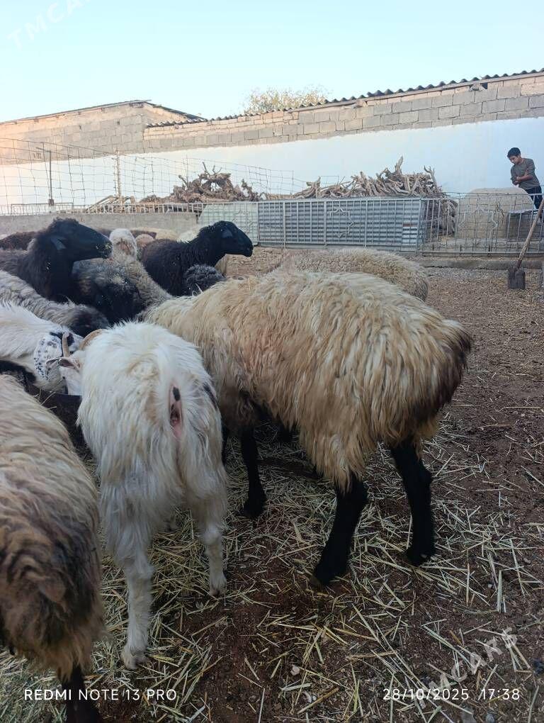 SEMİZ GOYUN - Aşgabat - img 4