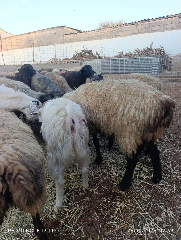 SEMİZ GOYUN - Aşgabat - img 2