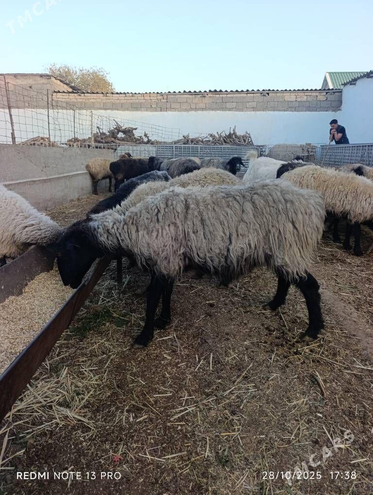 SEMİZ GOYUN - Aşgabat - img 9