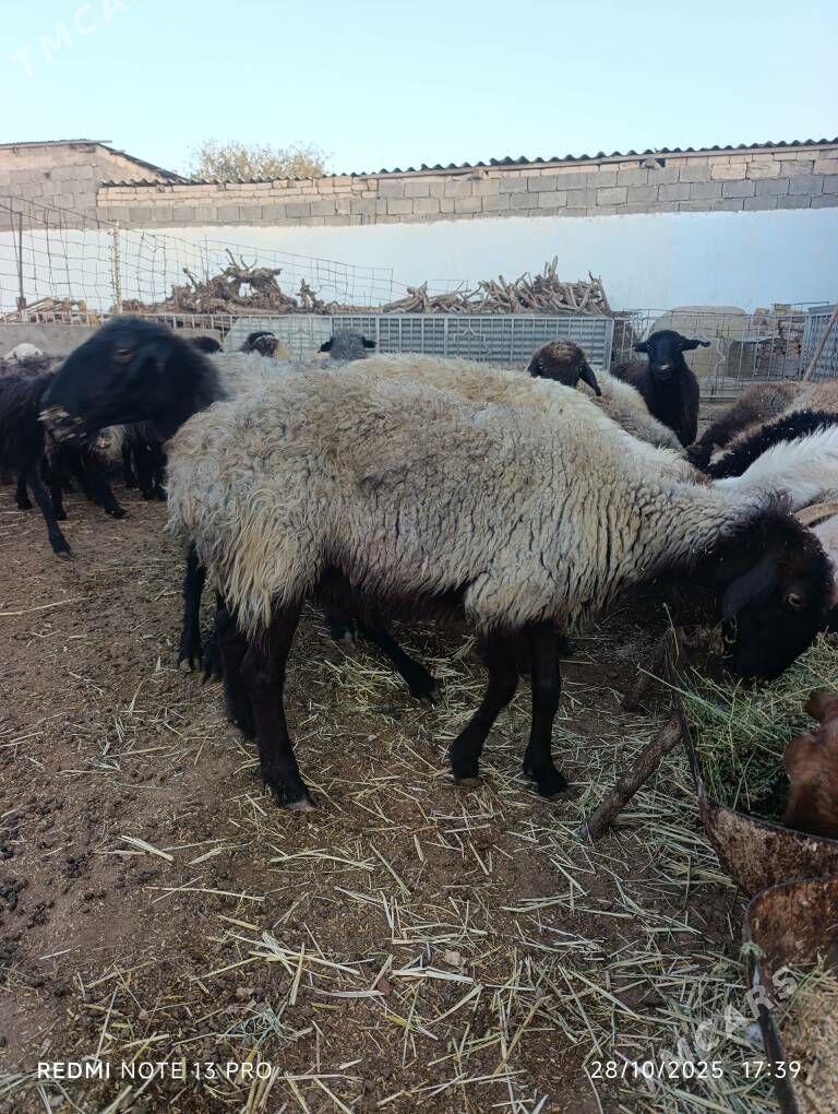 SEMİZ GOYUN - Aşgabat - img 8
