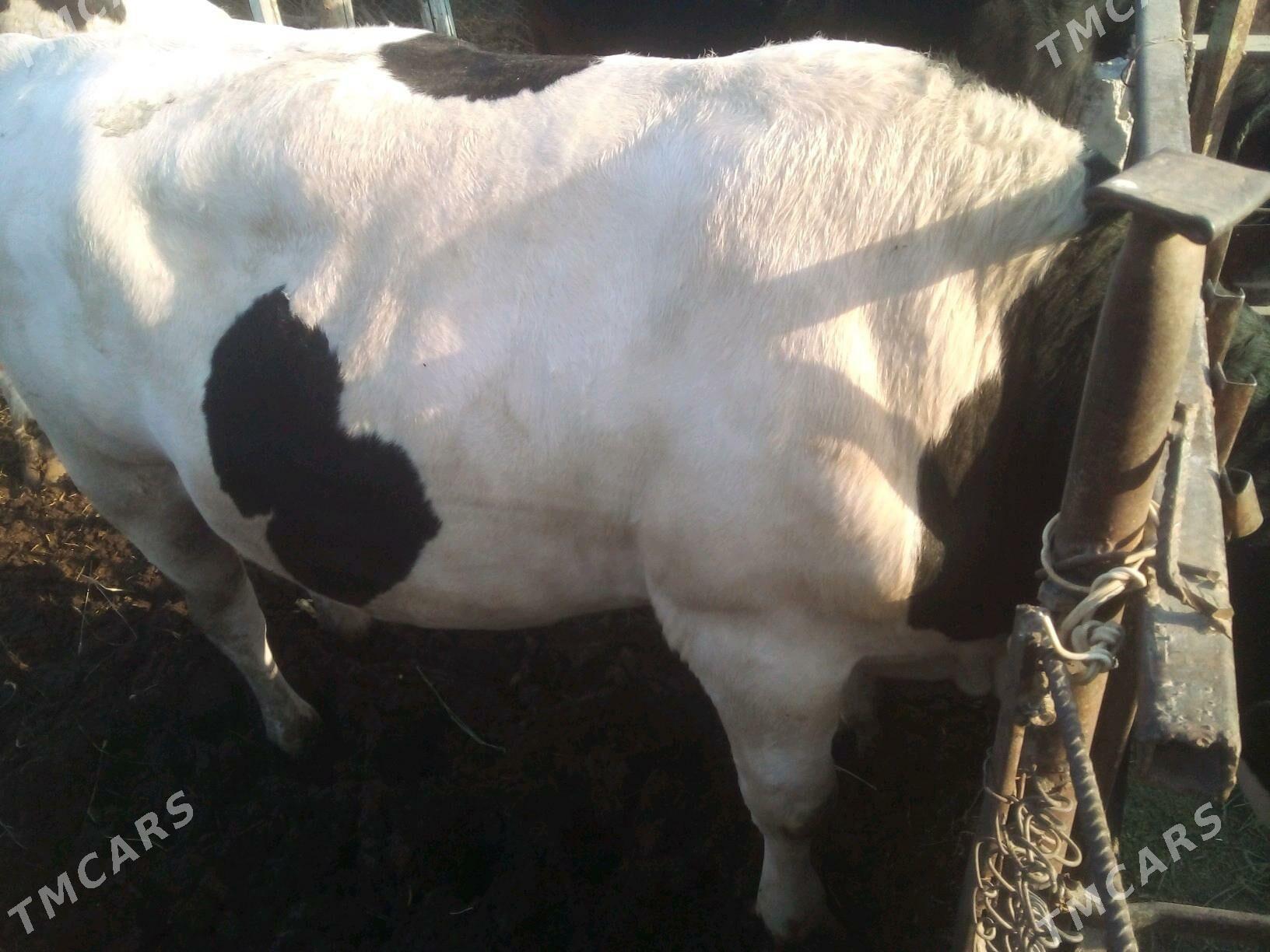 Öküz - Яшлык - img 3