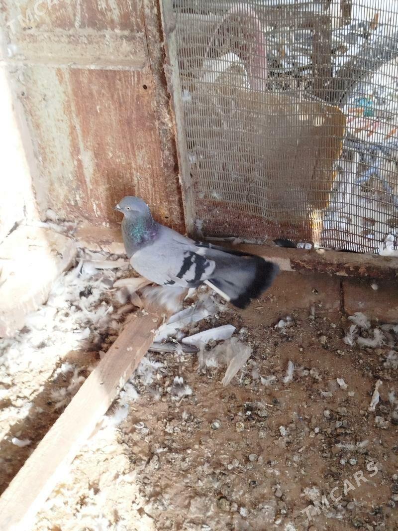 kepderi - Мары - img 3