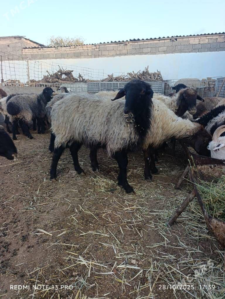 SEMİZ GOYUN - Aşgabat - img 6