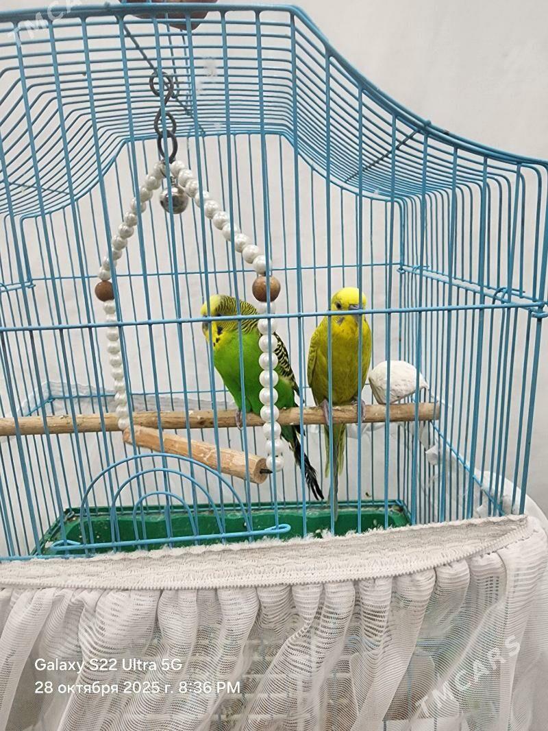 Papugay - Türkmenabat - img 2